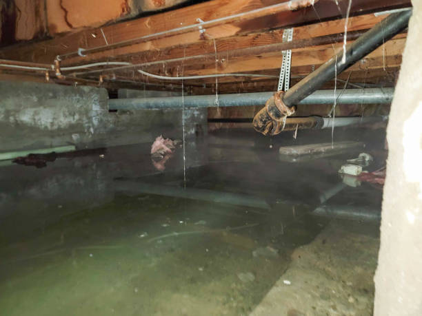 Best Water damage restoration near me  in Hamilton, AL